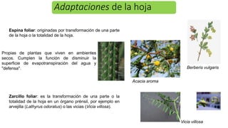 Adaptaciones de la hoja
Espína foliar: originadas por transformación de una parte
de la hoja o la totalidad de la hoja.
Zarcillo foliar: es la transformación de una parte o la
totalidad de la hoja en un órgano prénsil, por ejemplo en
arvejilla (Lathyrus odoratus) o las vicias (Vicia villosa).
Berberis vulgaris
Acacia aroma
Vicia villosa
Propias de plantas que viven en ambientes
secos. Cumplen la función de disminuir la
superficie de evapotranspiración del agua y
"defensa".
 