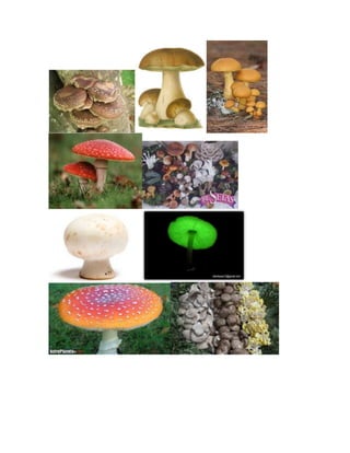 Tipos de hongos