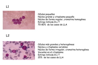 L1

     Células pequeñas
     Núcleo grande y citoplasma pequeño
     Núcleo de forma regular, cromatina homogénea
     Estirpe linfoide B o T
     70-80% de los casos de LLA




L2

     Células más grandes y heterogéneas
     Núcleo y citoplasma variables
     Núcleo de forma irregular, cromatina heterogénea
     Vacuolas en el citoplasma
     Estirpe linfoide B o T
     25% de los casos de LLA
 