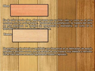 Olmo
Es de color marrón claro, algunas veces con un tinte rojizo o, como en el olmo
montano, con un matiz grisáceo. Resistente a la putrefacción, la madera del Olmo
es muy apreciada en trabajos de marquetería y ebanistería, así como en la
fabricación de barcos, grabados y esculturas.
Fresno
Se emplea en ebanistería y carpintería: con frecuencia en la fabricación de esquís,
muebles y artículos curvos, ya que se trata de una madera muy elástica y nerviosa.
Es de color blanco acremado ligeramente rosado o agrisado.
 