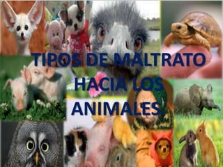 TIPOS DE MALTRATO
    HACIA LOS
    ANIMALES.
 