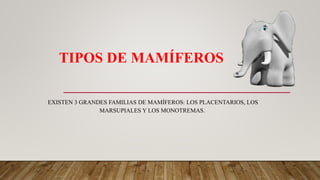 TIPOS DE MAMÍFEROS
EXISTEN 3 GRANDES FAMILIAS DE MAMÍFEROS: LOS PLACENTARIOS, LOS
MARSUPIALES Y LOS MONOTREMAS.
 