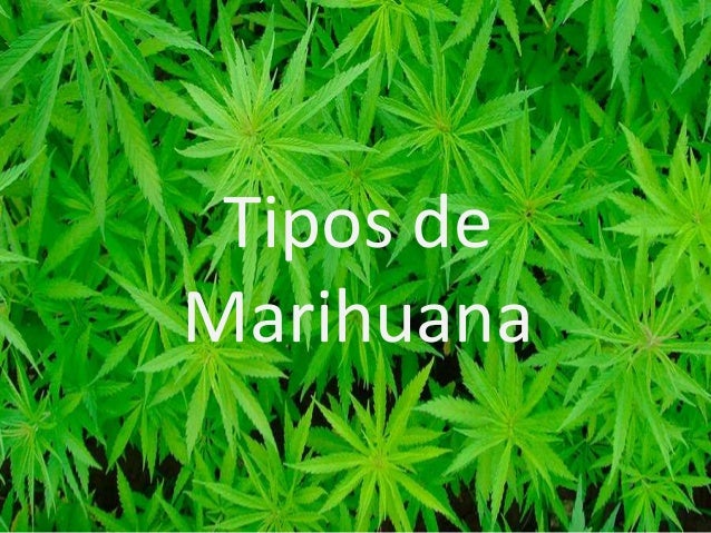 Tipos de marihuana