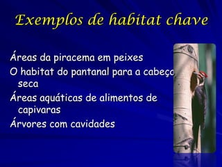 Exemplos de habitat chave

Áreas da piracema em peixes
O habitat do pantanal para a cabeça
 seca
Áreas aquáticas de alimentos de
 capivaras
Árvores com cavidades
 