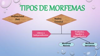 TIPOS DE MORFEMAS
Morfemas lexical
(Raíz) Morfema
Gramatical
Morfemas
flexivos
Morfemas
derivativos
Libres o
independientes
Trabados,
ligados o
dependientes
 
