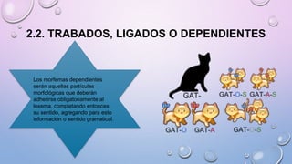 2.2. TRABADOS, LIGADOS O DEPENDIENTES
Los morfemas dependientes
serán aquellas partículas
morfológicas que deberán
adherirse obligatoriamente al
lexema, completando entonces
su sentido, agregando para esto
información o sentido gramatical.
 