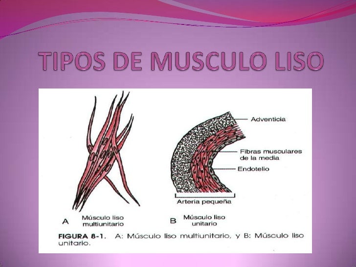Tipos De Musculo Liso Tipos De Musculo Liso