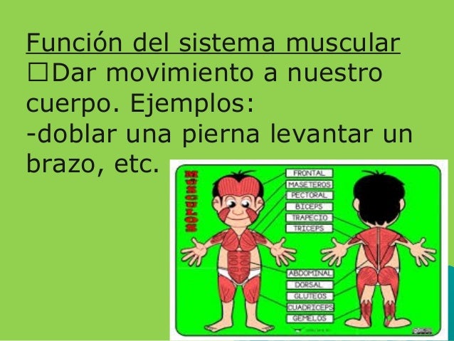Tipos de musculos