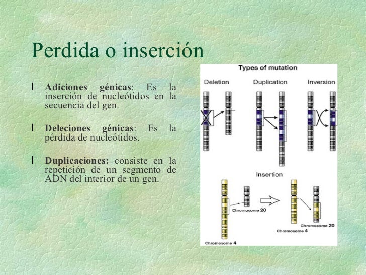 Tipos de mutaciones