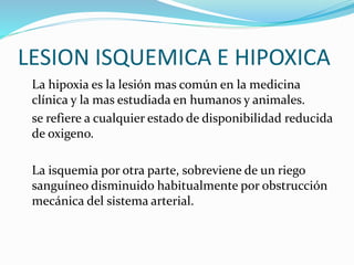LESION ISQUEMICA E HIPOXICA
La hipoxia es la lesión mas común en la medicina
clínica y la mas estudiada en humanos y animales.
se refiere a cualquier estado de disponibilidad reducida
de oxigeno.
La isquemia por otra parte, sobreviene de un riego
sanguíneo disminuido habitualmente por obstrucción
mecánica del sistema arterial.
 