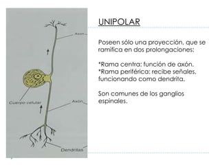 UNIPOLAR
Poseen sólo una proyección, que se
ramifica en dos prolongaciones:
*Rama centra: función de axón.
*Rama periférica: recibe señales,
funcionando como dendrita.
Son comunes de los ganglios
espinales.
 