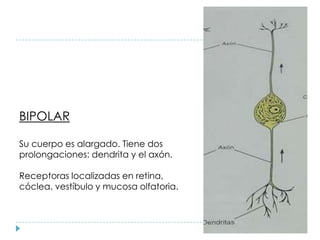 BIPOLAR
Su cuerpo es alargado. Tiene dos
prolongaciones: dendrita y el axón.
Receptoras localizadas en retina,
cóclea, vestíbulo y mucosa olfatoria.
 