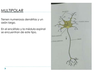MULTIPOLAR
Tienen numerosas dendritas y un
axón largo.
En el encéfalo y la médula espinal
se encuentran de este tipo.
 