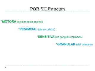 POR SU Funcion
*MOTORA (de la medula espinal)
*PIRAMIDAL (de la corteza)
*SENSITIVA (de ganglios espinales)
*GRANULAR (del cerebelo)
 
