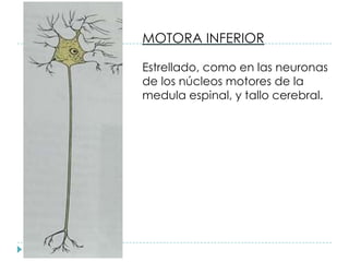 MOTORA INFERIOR
Estrellado, como en las neuronas
de los núcleos motores de la
medula espinal, y tallo cerebral.
 