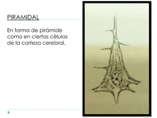 PIRAMIDAL
En forma de pirámide
como en ciertas células
de la corteza cerebral.
 