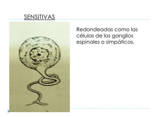 SENSITIVAS
Redondeadas como las
células de los ganglios
espinales o simpáticos.
 