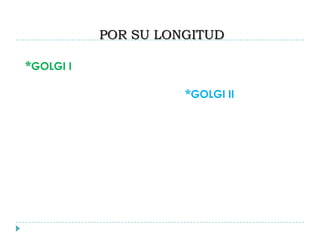 POR SU LONGITUD
*GOLGI I
*GOLGI II
 