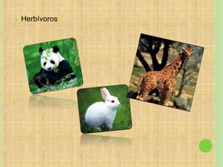  Herbívoros
 