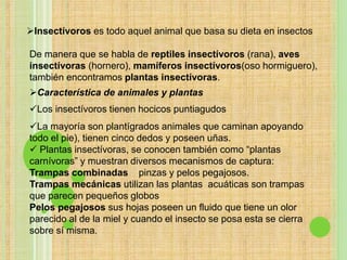 Insectívoros es todo aquel animal que basa su dieta en insectos
De manera que se habla de reptiles insectívoros (rana), aves
insectívoras (hornero), mamíferos insectívoros(oso hormiguero),
también encontramos plantas insectívoras.
Característica de animales y plantas
Los insectívoros tienen hocicos puntiagudos
La mayoría son plantígrados animales que caminan apoyando
todo el pie), tienen cinco dedos y poseen uñas.
 Plantas insectívoras, se conocen también como “plantas
carnívoras” y muestran diversos mecanismos de captura:
Trampas combinadas pinzas y pelos pegajosos.
Trampas mecánicas utilizan las plantas acuáticas son trampas
que parecen pequeños globos
Pelos pegajosos sus hojas poseen un fluido que tiene un olor
parecido al de la miel y cuando el insecto se posa esta se cierra
sobre sí misma.
 