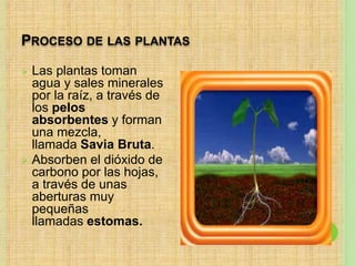 PROCESO DE LAS PLANTAS
 Las plantas toman
agua y sales minerales
por la raíz, a través de
los pelos
absorbentes y forman
una mezcla,
llamada Savia Bruta.
 Absorben el dióxido de
carbono por las hojas,
a través de unas
aberturas muy
pequeñas
llamadas estomas.
 