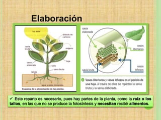 Elaboración
 
