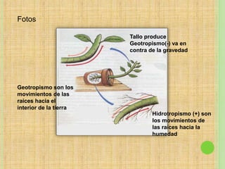 Fotos
Geotropismo son los
movimientos de las
raíces hacia el
interior de la tierra
Tallo produce
Geotropismo(-) va en
contra de la gravedad
Hidrotropismo (+) son
los movimientos de
las raíces hacia la
humedad
 