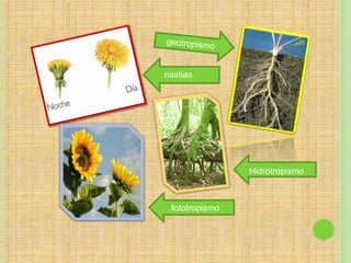 fototropismo
Hidrotropismo
nastias
 