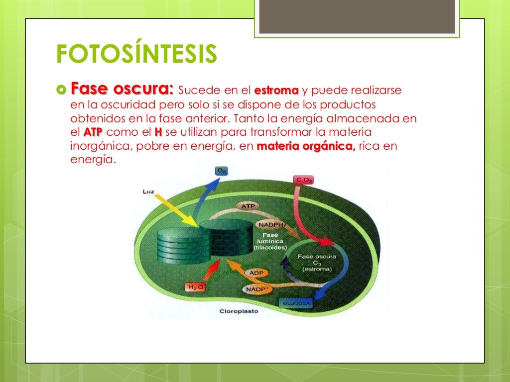 Tipos de nutrición celular