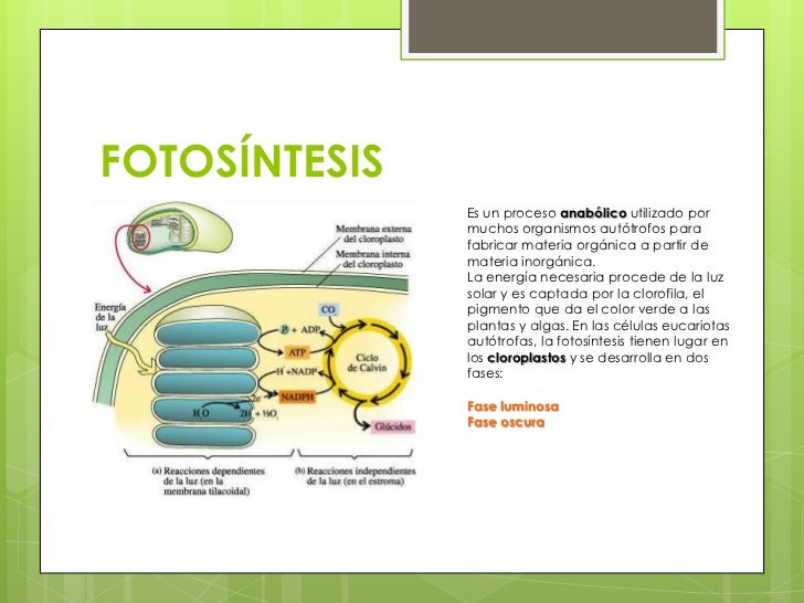 Tipos de nutrición celular