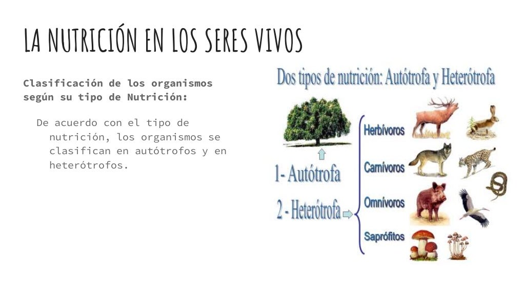 Tipos de nutrición en los seres vivos
