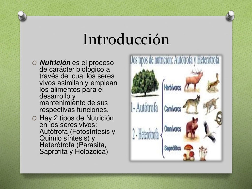 Tipos e Nutrición