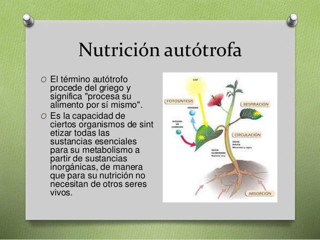 Tipos E Nutrición