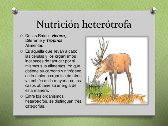 Tipos e Nutrición