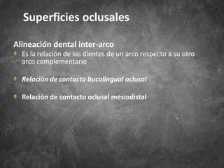 Alineación dental inter-arco
Es la relación de los dientes de un arco respecto a su otro
arco complementario
Relación de contacto bucolingual oclusal
Relación de contacto oclusal mesiodistal
Superficies oclusales
 