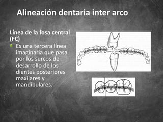 Línea de la fosa central
(FC)
Es una tercera línea
imaginaria que pasa
por los surcos de
desarrollo de los
dientes posteriores
maxilares y
mandibulares.
Alineación dentaria inter arco
 