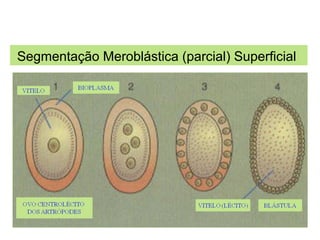 EMBRIOLOGIA
Segmentação Meroblástica (parcial) Superficial
 