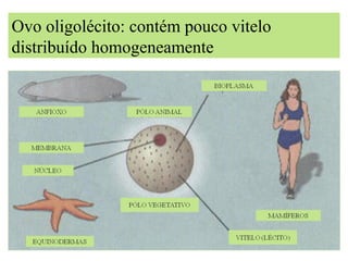 EMBRIOLOGIAOvo oligolécito: contém pouco vitelo
distribuído homogeneamente
 