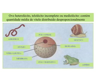 EMBRIOLOGIA
Ovo heterolécito, telolécito incompleto ou mediolécito: contém
quantidade média de vitelo distribuído desproporcionalmente
 