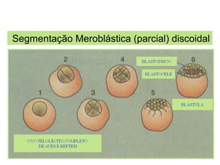 EMBRIOLOGIA
Segmentação Meroblástica (parcial) discoidal
 