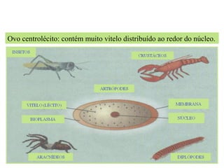 EMBRIOLOGIA
Ovo centrolécito: contém muito vitelo distribuído ao redor do núcleo.
 