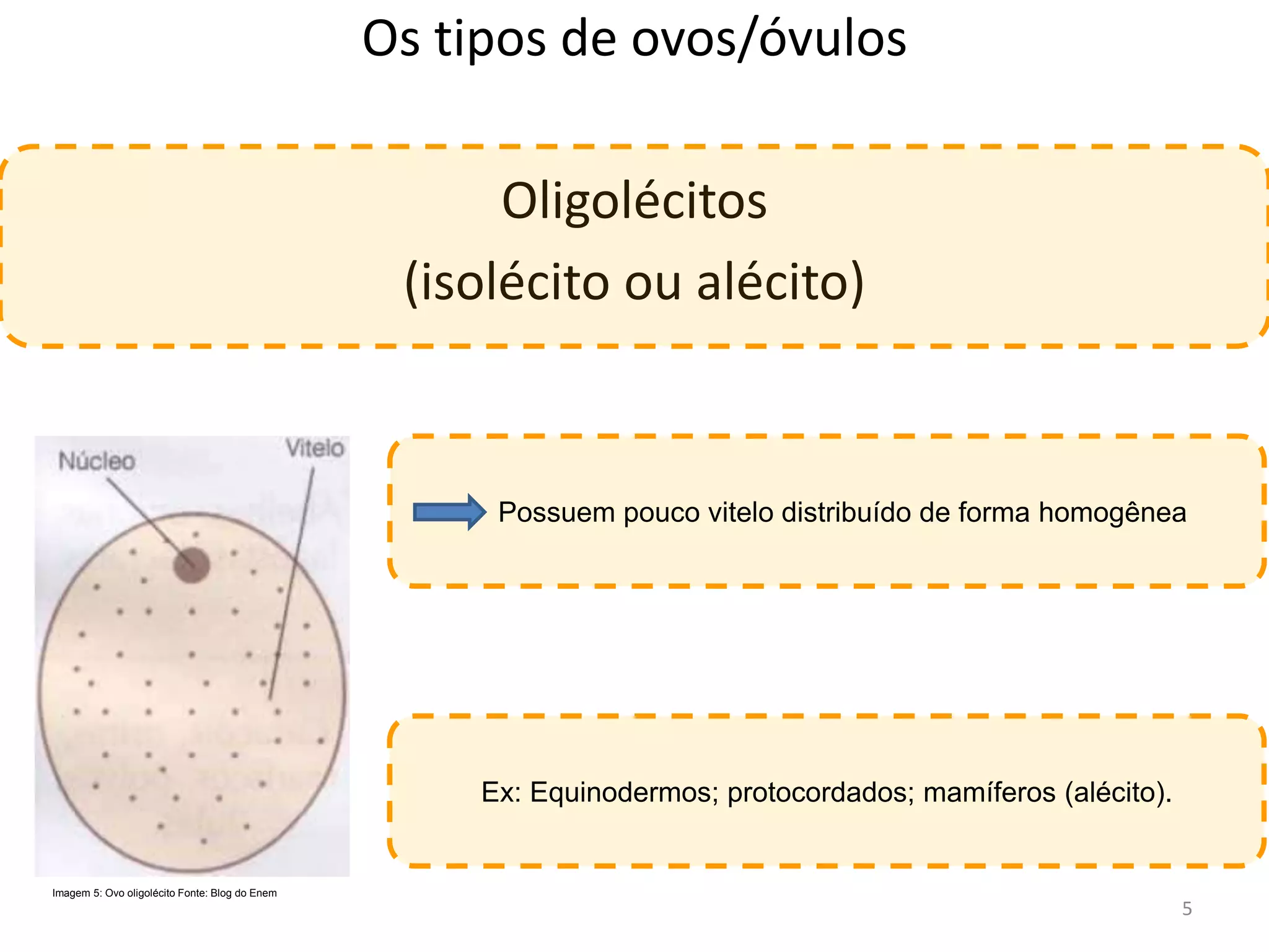 Tipos de ovos - Embriologia | PPTX
