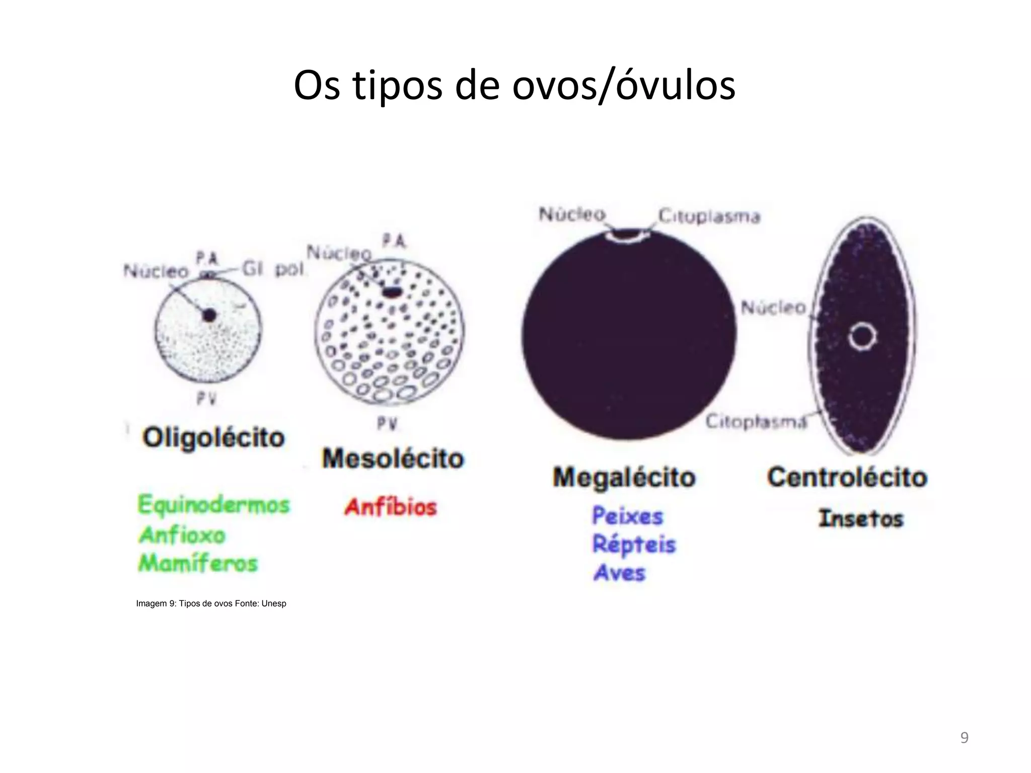 Tipos de ovos - Embriologia | PPTX