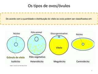 Tipos de ovos - Embriologia | PPTX