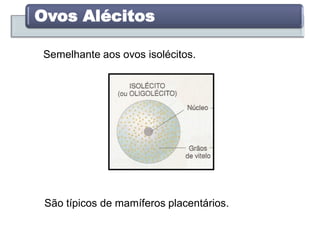 Semelhante aos ovos isolécitos.
Ovos Alécitos
São típicos de mamíferos placentários.
 