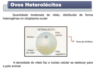Quantidade moderada de vitelo, distribuída de forma
heterogênea no citoplasma ovular
Ovos Heterolécitos
A densidade do vitelo faz o núcleo celular se deslocar para
o polo animal.
Ovos de Anfíbios
 