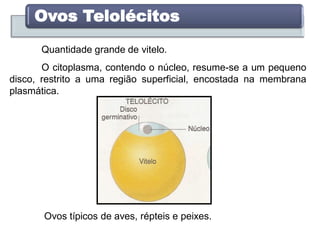 Quantidade grande de vitelo.
Ovos Telolécitos
Ovos típicos de aves, répteis e peixes.
O citoplasma, contendo o núcleo, resume-se a um pequeno
disco, restrito a uma região superficial, encostada na membrana
plasmática.
 