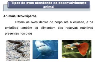 Tipos de ovos atendendo ao desenvolvimento
animal
Animais Ovovivíparos
Retêm os ovos dentro do corpo até a eclosão, e os
embriões também se alimentam das reservas nutritivas
presentes nos ovos.
 