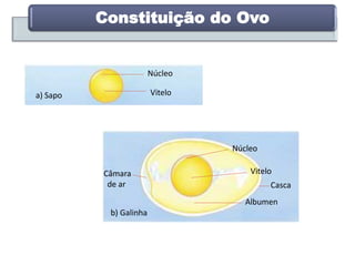 Constituição do Ovo
Núcleo
Viteloa) Sapo
Núcleo
Vitelo
Albumen
Casca
Câmara
de ar
b) Galinha
 