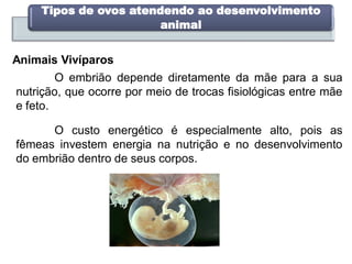 Tipos de ovos atendendo ao desenvolvimento
animal
Animais Vivíparos
O embrião depende diretamente da mãe para a sua
nutrição, que ocorre por meio de trocas fisiológicas entre mãe
e feto.
O custo energético é especialmente alto, pois as
fêmeas investem energia na nutrição e no desenvolvimento
do embrião dentro de seus corpos.
 